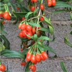 Alioğlu 3 Adet Nq1 Goji Berry Fidanı Tüplüdür