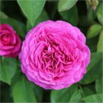 Alioğlu 9 Adet Tüplü Sarmaşık Gül Fidanı Isparta Gülü Rosa Rampicanti - 60 - 80 - 100 Cm