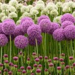 Allium Çiçeği Tohumu Mor Renk [5 Adet Tohum]