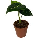 Alocasia Frydek (Fil Kulağı)