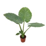 Alocasia Macrorrhiza (Fil Kulağı)