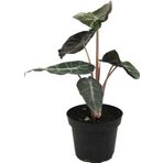 Alocasia 'Pink Dragon' (Fil Kulağı)