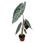 Alocasia Watsoniana (Fil Kulağı)