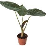 Alocasia Wentii (Fil Kulağı)