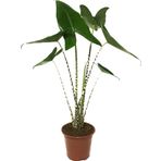 Alocasia Zebrina (Fil Kulağı)