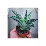 Aloe Variegata (8.5 Cm Saksıda) - Nadir Tür Sıra Dışı Kaktüs Sukulent Ve Bitkiler