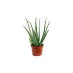 Aloe Vera Bitkisi 25-30 cm