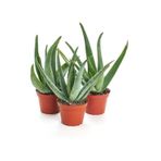 Aloe Vera Bitkisi 3' Lü Paket, Bol Yavrulu 40 - 50 Cm