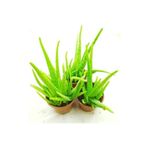 Aloe Vera Bitkisi 3 Saksı
