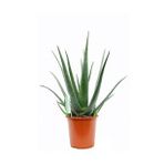 Aloe Vera Bitkisi 30 40 cm Sarı Sabır Bitkisi Ev Bitkisi