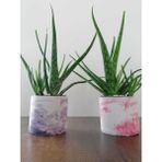 Aloe Vera Bitkisi 40-60 cm