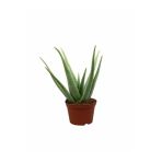 Aloe Vera Bitkisi Fidanı 10-20 Cm