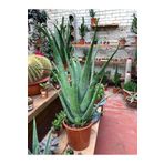 Aloe Vera Bitkisi Orta Boy Saksılı Jel Için Uygun