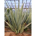 Aloe Vera Bitkisi, Tıbbi Aloe Vera, 50 cm Çok Büyüyen Aloe Vera Fidanı, Yavru Hediyeli, Saksısız Köklü, Aloe Vera Plant,