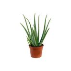 Aloe Vera Bitkisi Tıbbi Sarısabır Cilt Için Uygun Jel Aleovera 30 - 40 cm