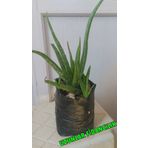 ALOE VERA BİTKİSİ