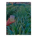 Aloe Vera jel 450 ML CAM KAVANOZ DOĞAL İLAÇSIZ SAF KÜÇÜK FİDAN HEDİYELİ
