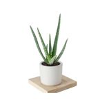 Aloe Vera (sarısabır) Bitkisi