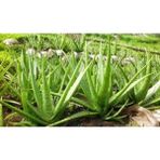 Aloe Vera Şifa Bitkisi 10.5 Saksıda