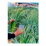Aloe Vera tıbbi ALOE VERA JELİ 350 ML CAM KAVANOZ DOĞAL İLAÇSIZ SAF (KÜÇÜK FİDAN HEDİYELİ)