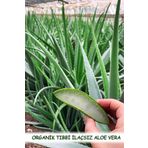 Aloe Vera Tıbbi Doğal Ilaçsız Cam Kavanoz 650 ml Jel Küçük Fidan Hediyeli