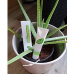 Aloe Via 100 ml Aloe Vera Hassas Diş Macunu