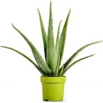Aloevera Bitkisi 30 cm Ev Bitkisi Ofis Bitkisi Salon Bitkisi
