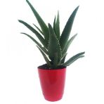 Aloevera Bitkisi Dikenli Salon Ve Balkon Çiçeği