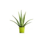 Alovera Bitkisi Fidanı 10-20 Cm