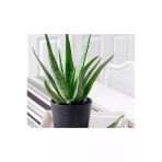 Alovera Çiçeği Fidanı Saksılı 10-20 Cm