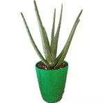 Alovera Fidanı Sarı Sabır 10- 20 Cm