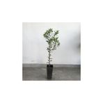 Alp botanik Saksılı Tam Bodur Arbequina Zeytin Fidanı 1 Yaş - 40-60 Cm Boy