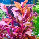 Alternanthera Canlı 5 Dal Sessilis Akvaryum Bitkisi