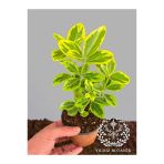 Altuni Gold Taflan Çit Bitkisi Sarı Taflan Fidanı 10-20 Cm