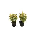 Altuni Gold Taflan Fidanı 10-20 Cm