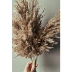 alyones Gerçek Kuru Çiçek Pampas 7 'li Paket