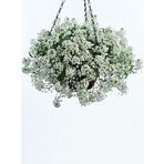 Alyssum Maritimum Alisyum Kraliyet Halısı Çiçek Tohumu 50 Adet