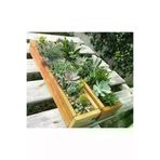 Amaranda Botanique İnce_uzun_saksı Uzun Ince Sukulent/kaktüs Aranjman Saksı /adet Fiyatı 30X10X8