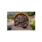 Amaranda Botanique Lithops - Yaşayan Kaya - Taş Kaktüs