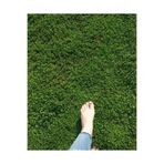 Amasya Natural Garden Bermuda (Cynodon–Uganda–Köpek dişi ayrığı) kuraklığa dayanıklı ve spor alanı çim tohumu 250 gram