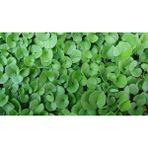 Amasya Natural Garden Dichondra Repens (Fare Kulağı) 1 kg Çim Tohumu