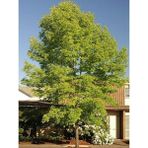Amerikan Dişbudak Ağacı Fraxinus Americana Autumn Applause 60 80 cm