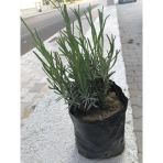 Ametist Moru Lavanta Fidanı 4 Adet 10-20 Cm İntermedia