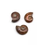 Ammonite Fosil Parça - 18 Gr.