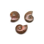 Ammonite Fosil Parça - 23 Gr.