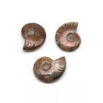 Ammonite Fosil Parça - 27 Gr.