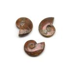 Ammonite Fosil Parça - 28 Gr.