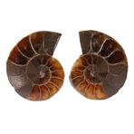 Ammonite Fosil Salyangoz Örneği, 2 Adet Retro Tarzı Ammonite Fosil Örneği Kabuk Madagaskar Doğal Taşlar Ve Antik Tarihli Mineraller (4CM)(4cm)