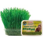 Amon Petshop Organik Kedi Çimi (Koruma Fileli)