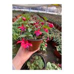 A&N Florya Vadi 2’li Küpe Çiçeği Canlı Bitki 10–20 cm – Balkon & Pencere Önü